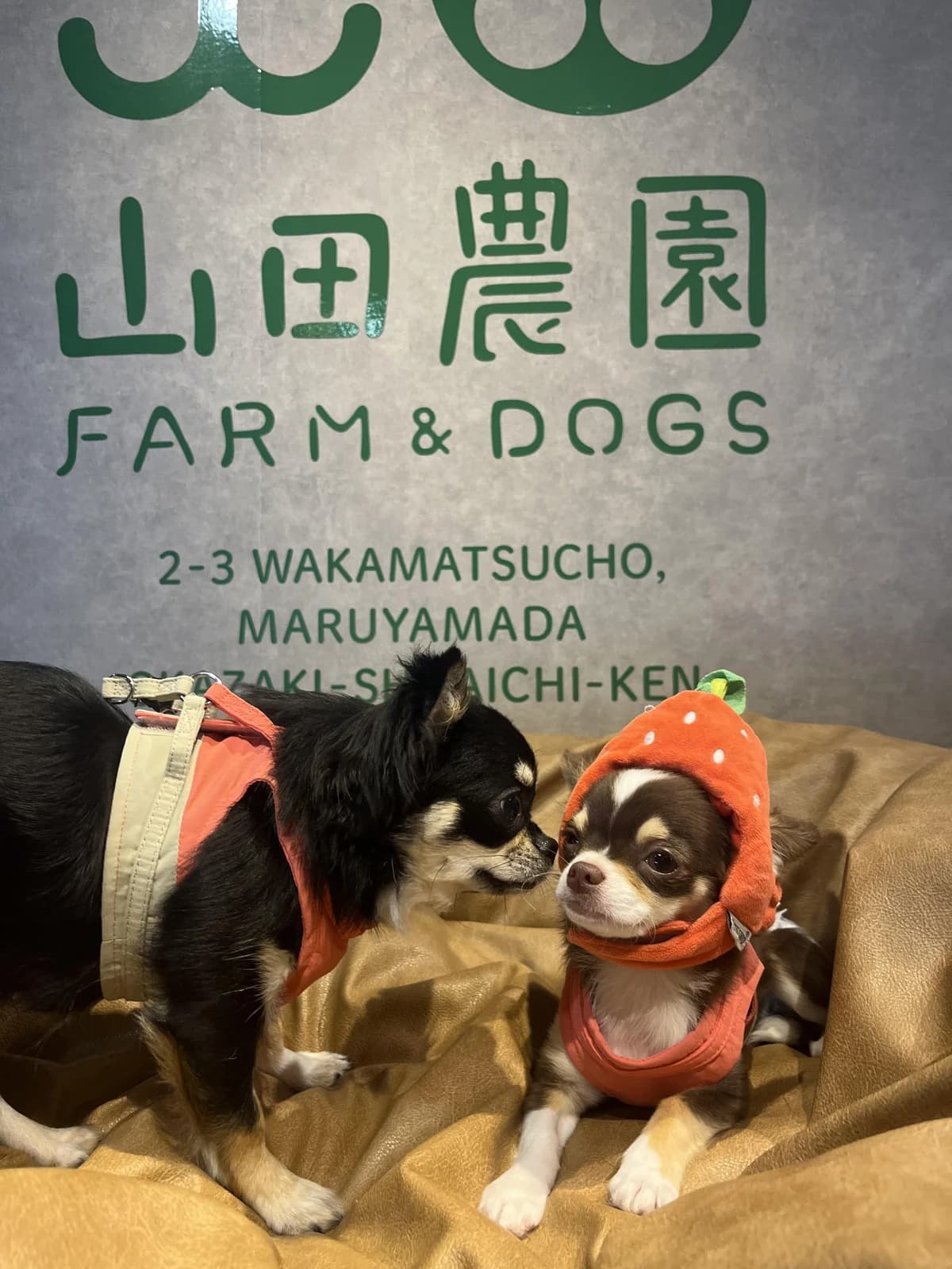 山田農園 FARM&DOGSの口コミ写真