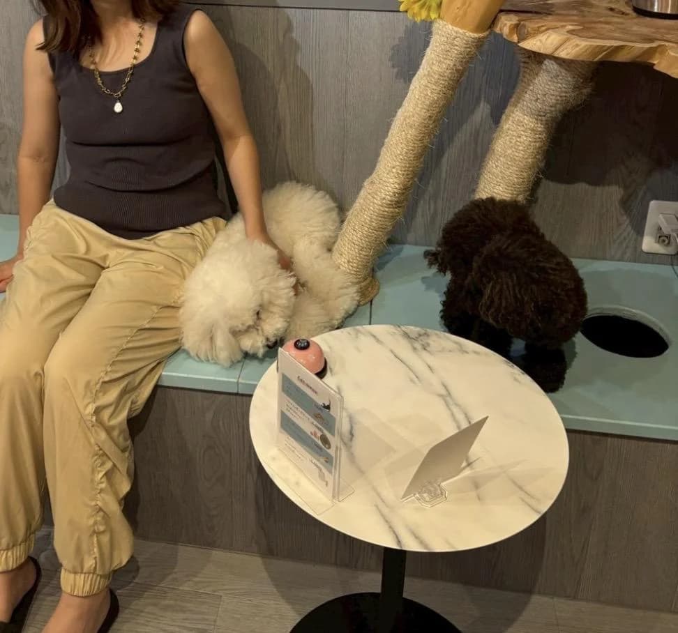 犬猫カフェ put on lapの口コミ写真