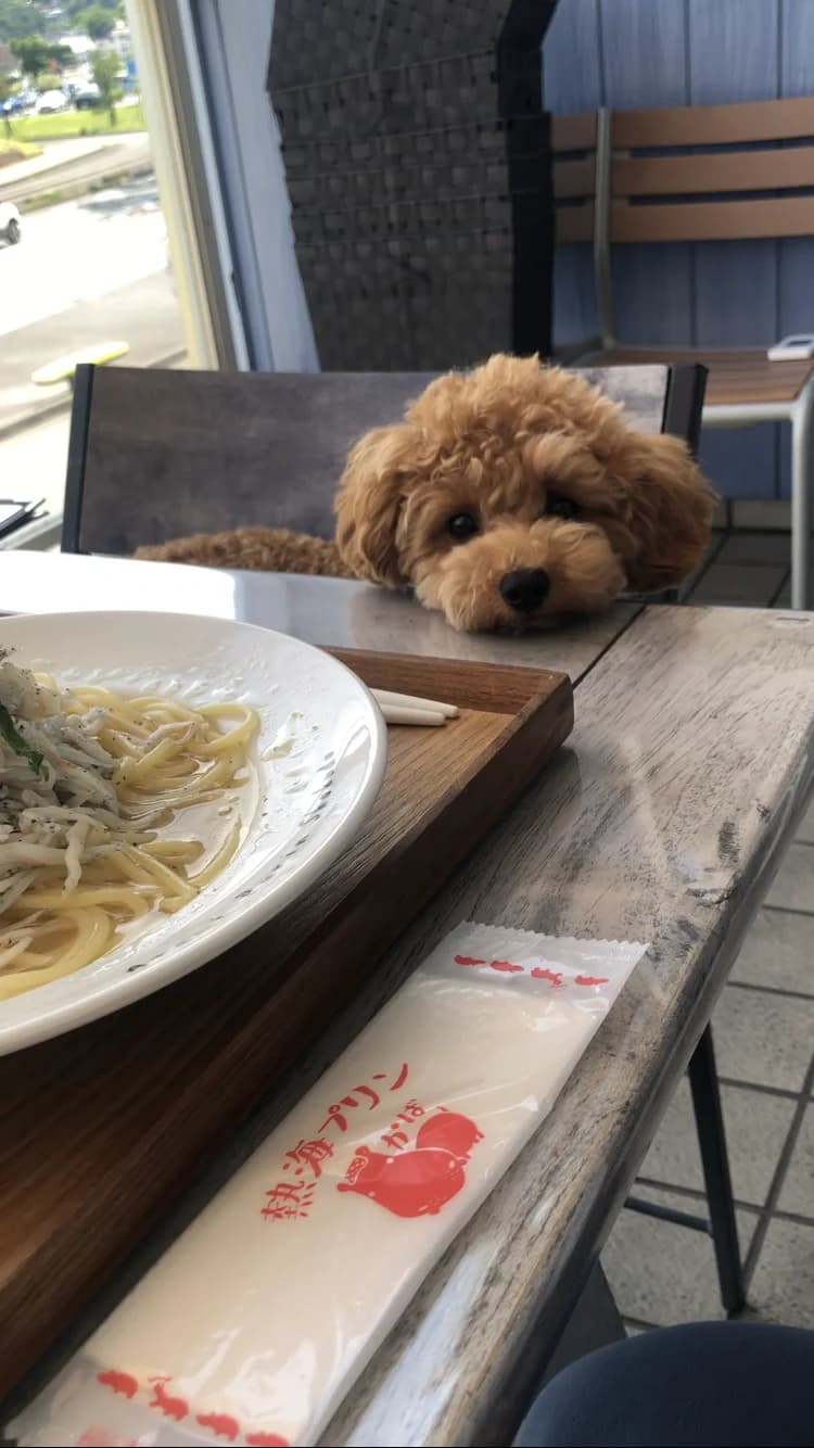 ドライブイン 熱海プリン食堂の口コミ写真